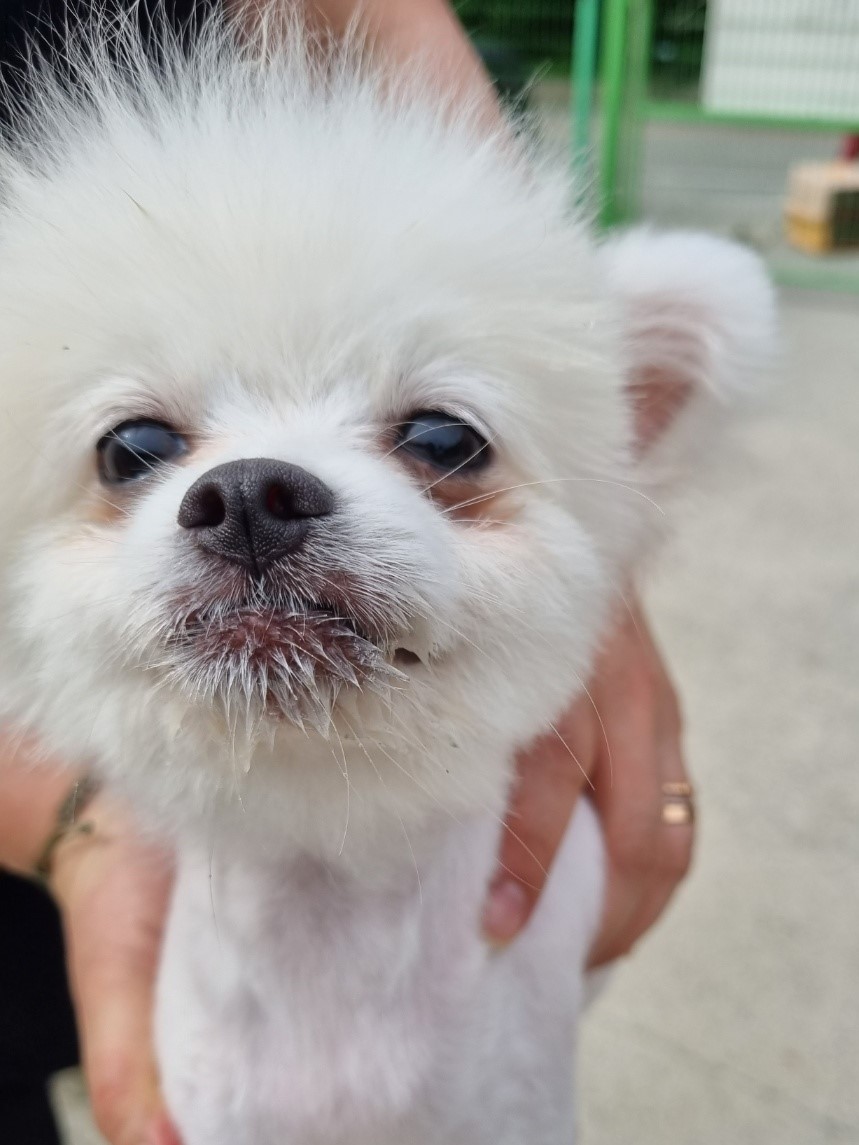 포메라니안 이미지 파일 입니다.
